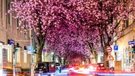 Kirschblüte in der Heerstrasse in Bonn.