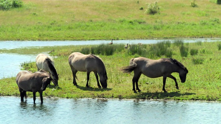 Mehrere Konikpferde grasen am Ufer eines Gewässers