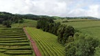 Hügelige Landschaft mit Büschen und grünen Feldern für den Teeanbau