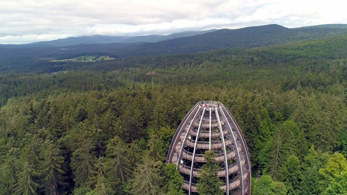 Ovales Gebilde mit umlaufenden Aufgang und Aussichtsplattform inmitten einer Waldlandschaft