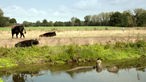 Drei Rinder auf einer Weide an einem Fluss