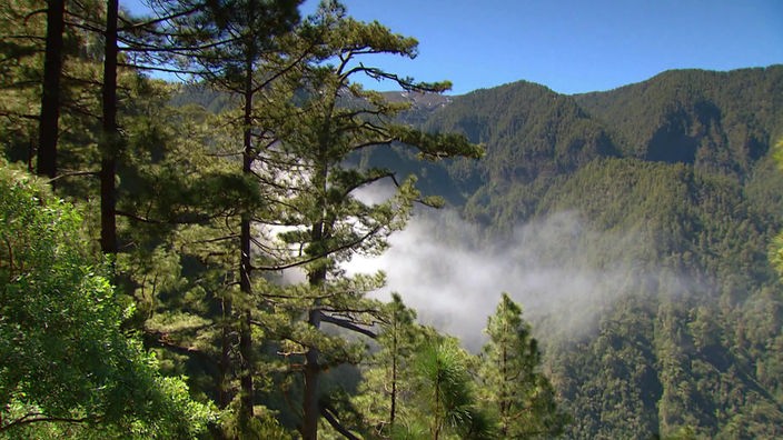 Gebirgige Waldlandschaft mit Nebelwolken im Tal