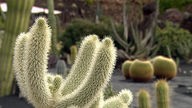 Das letzte Werk des Künstlers und Umweltschützers Cesar Manrique: der Jardin de Cactus, in dem rund 10.000 Kakteen in einer Grube wachsen, in der früher Lavaasche abgebaut wurde.