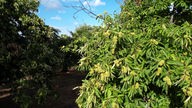 Die Edelkastanie Castanea sativa, aus der sogar Bier hergestellt wird, wächst im Hinterland der Insel 