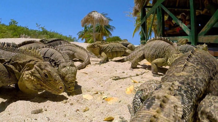 Mehrere Leguane an einem Sandstrand