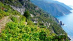 Blick auf Steilküste, im Vordergrund Weinstöcke