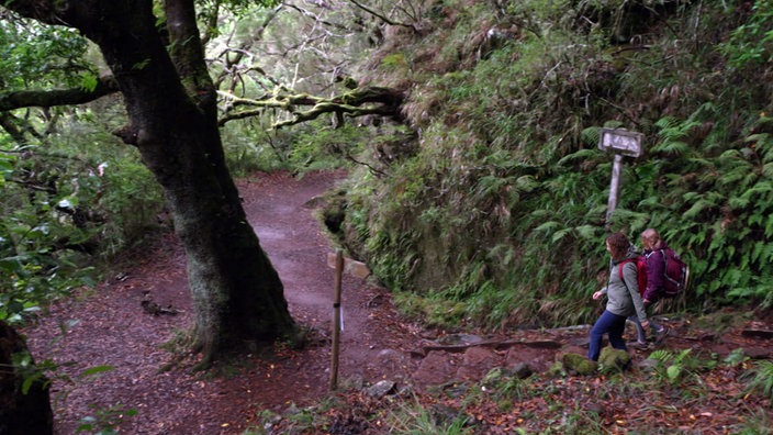 Anne Willmes und eine weitere Person wandern auf einem Weg im Lorbeerwald