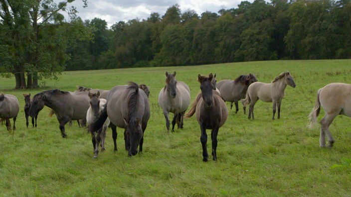 Mehrere Pferde der Rasse Konik auf einer Weide