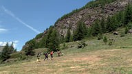 Vier Wanderer mit Rucksäcken auf einer Bergwiese