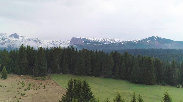 Blick über Nadelwald auf schneebedeckte Gipfel. Der Durmitor Nationalpark ist der größte der fünf Nationalparks.