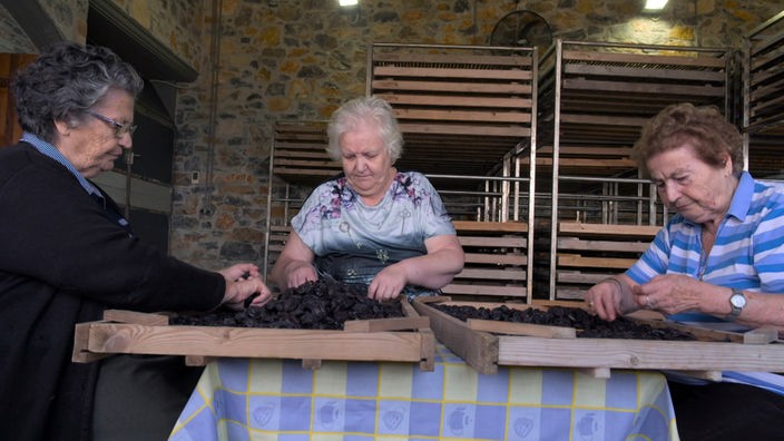 Drei Damen sortieren die getrockneten Pflaumen