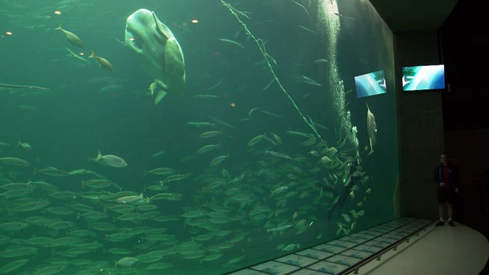 Blick durch die Scheibe eines Meerwasseraquariums mit einem großen und vielen kleineren Fischen sowie einem Taucher