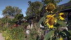 Wild bewachsener Vorgarten eines kleinen Hauses, im Vordergrund Sonnenblume mit drei gelben Blüten