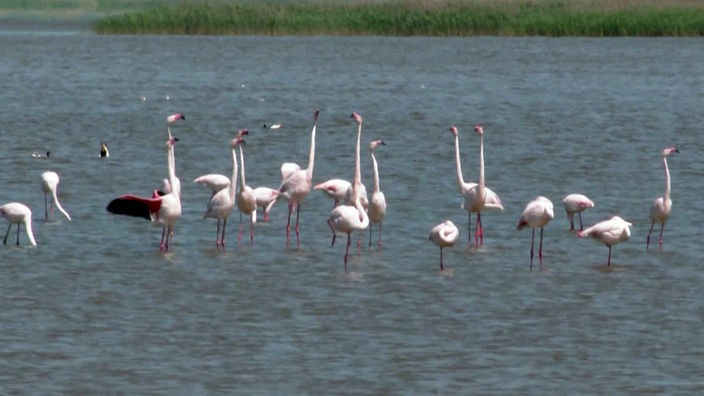 Eine Gruppe rosafarbene Flamingos steht in flachem Gewässer