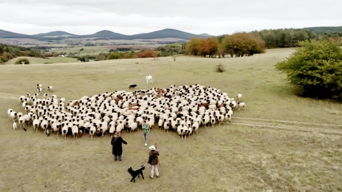 Schafherde auf einer Weide