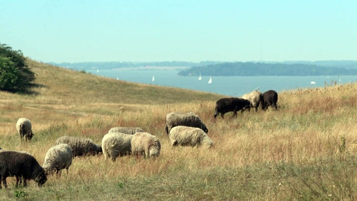 Helle und dunkle Schafe weiden auf einer Fläche oberhalb der Küste