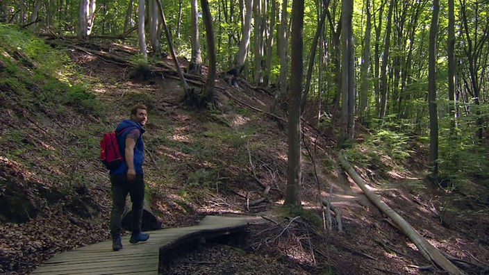 Daniel Aßmann wandert auf einem Holzplankenweg durch den Wald