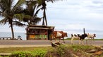 Drei Kühe laufen über eine Straße am Meer