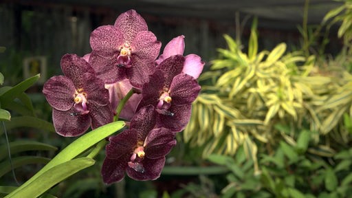 Violette Orchideenblüte, im Hintergrund grüne Pflanzen