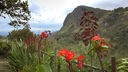 Auf Sri Lanka findet man sehr unterschiedliche Landschaftsformen vor. Blick über rote Blüten auf bewaldetes Bergland