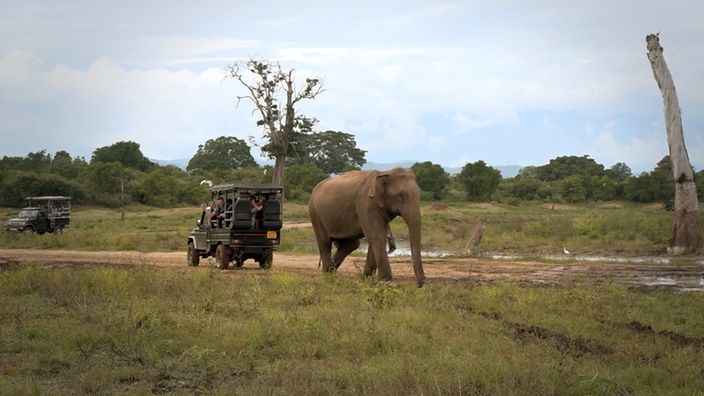 Zwei Jeeps und ein großer Elefant in einer steppenartigen Landschaft