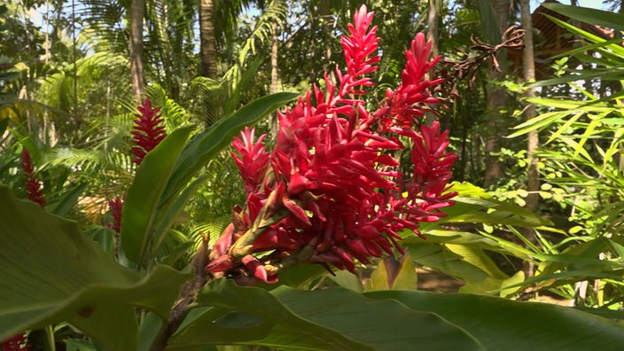 Rotblühende Pflanze, im Hintergrund dichter Palmenwald