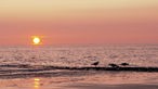 Blick über das Meer auf die untergehende Sonne, im Vordergrund drei Möwen