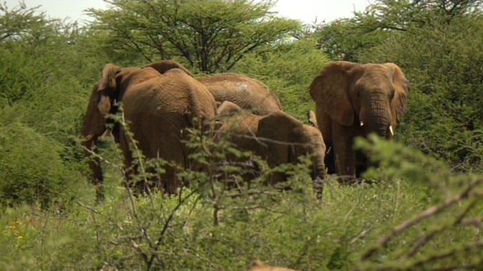 Mehrere Elefanten auf bewaldeter Fläche
