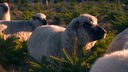 Vier Schafe liegen auf einer Schonung zwischen kleinen Tannenbäumen