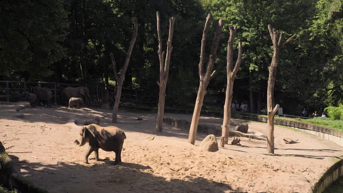 Elefanten im Grünen Zoo in Wuppertal
