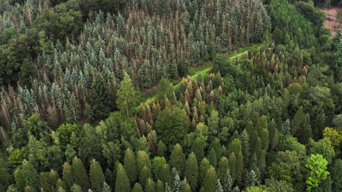Im landesbetriebenen Arboretum Burgholz stehen etwa 100 verschiedene Laub- und Nadelbaumarten