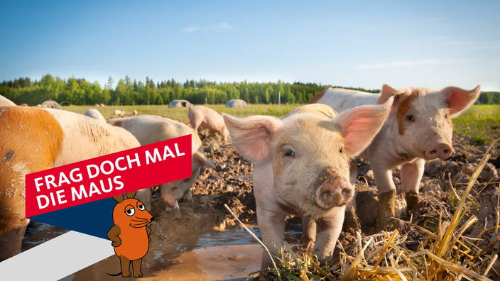 Schweine bzw. Ferkel auf einem Felde im Schlamm