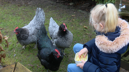 Ein kleines Mädchen füttert  seine Hühner 