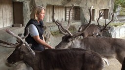 Das Foto zeigt Tierärztin Judith Wabnitz mit den Rentieren