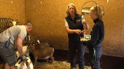 Das Foto zeigt die Tierärztin Judith Wabnitz und zwei Helfende bei der Impfung der Ziegen