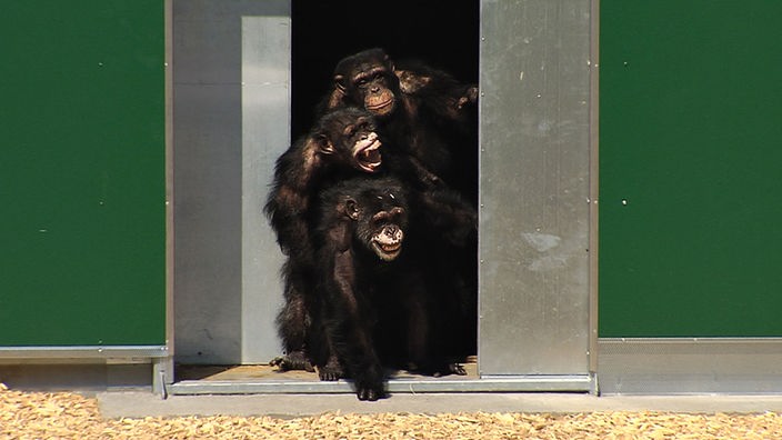 Die Affen Schuscha, Moritz & Anton wagen aus der Tür einen ersten Blick in ihr neues Freigehege. 