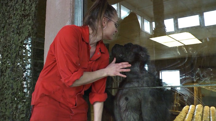 Renate Foidl mit einem ihrer Affen-Schützlinge, der hinter einer Scheibe sitzt. Beide gucken sich an.