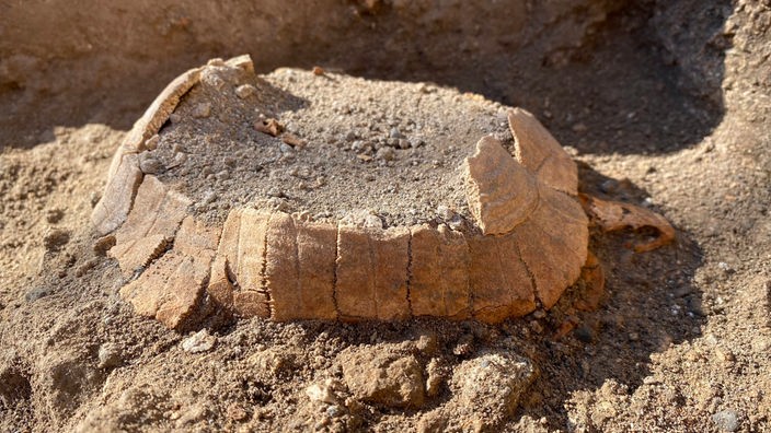 2.000 Jahre alte Schildkröte in Pompeji entdeckt