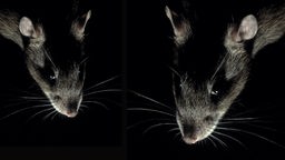 Ratten, Collage; Rechte: WDR/pa/NHPA/Dalton
