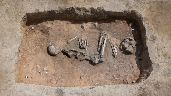 Ein versteinertes Skelett liegt in einer Grube mit Markierungen.