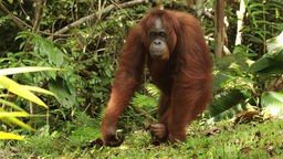 Orang-Utan läuft am Boden, Malaysia, Sarawak, Semenggoh Wildlife Reserve