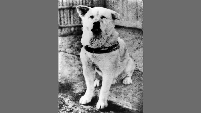 08.03.1935 - Todestag des Hundes Hachiko, ZeitZeichen ...