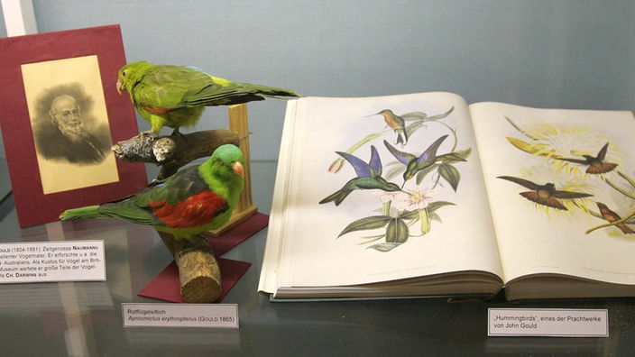 Blick in eine Vitrine mit präparierten Vögeln und dazugehöriger Literatur, Naumann-Museum in Köthen