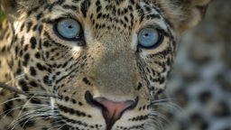 Nahaufnahme eines Leopardenkopfes mit leuchtend blauen Augen.