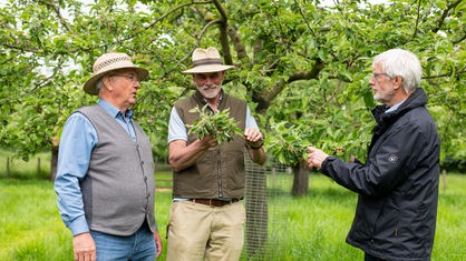 Drei Männer stehen auf einer Streuobstwiese und schauen auf den Ast eines Obstbaums, den der mittlere Mann in seiner Hand hält.