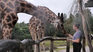 Matilda Bannertz füttert Giraffen von der Hand