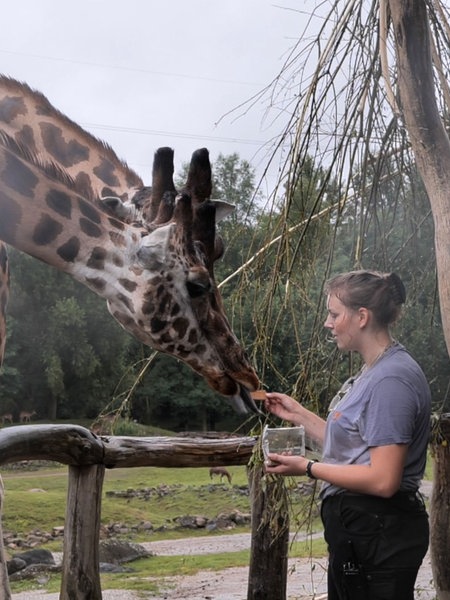 Matilda Bannertz füttert Giraffen von der Hand