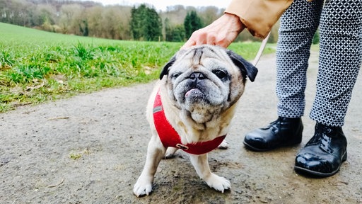 Mops Olli auf einer Gassiunde draußen.