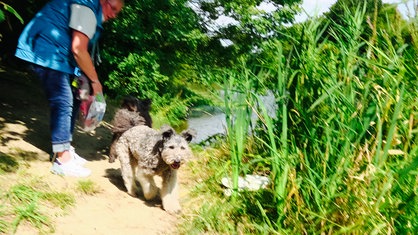 Ein Hund sucht an einem Ufer nach Müll. 