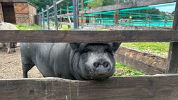 Schwein Trudi auf der MonRo-Ranch in Mönchengladbach
